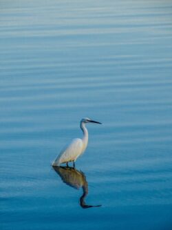 Bird with feet in the water