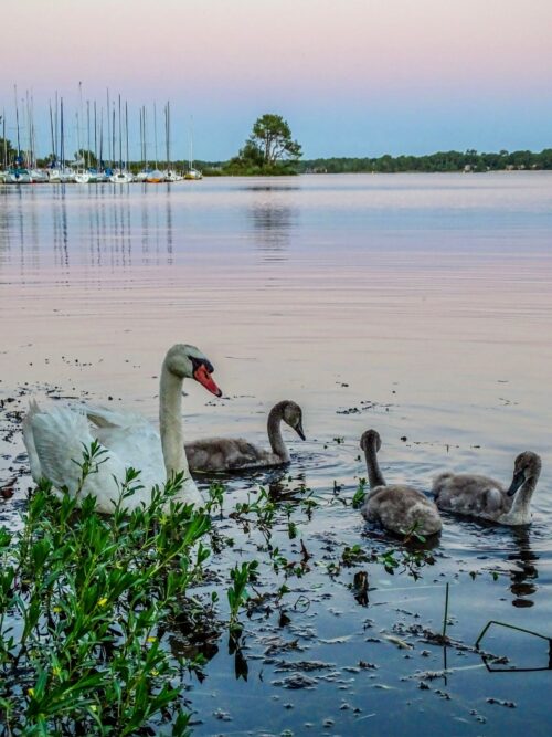 Observer la faune sur le lac Cazaux-Sanguinet Observer la faune sur le lac Cazaux-Sanguinet