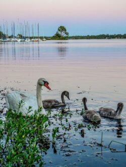 Observe wildlife on Lake Cazaux-Sanguinet