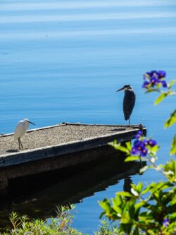 Observing nature by the water's edge