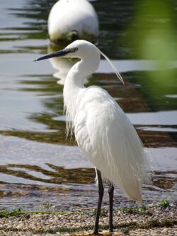Wildlife on the lake near the hotel